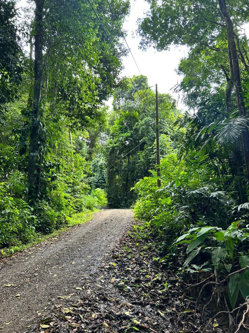 Finca Las Cataratas in Ballena: Mountain Home Construction Site For Sale in Bahía Ballena - photo 6