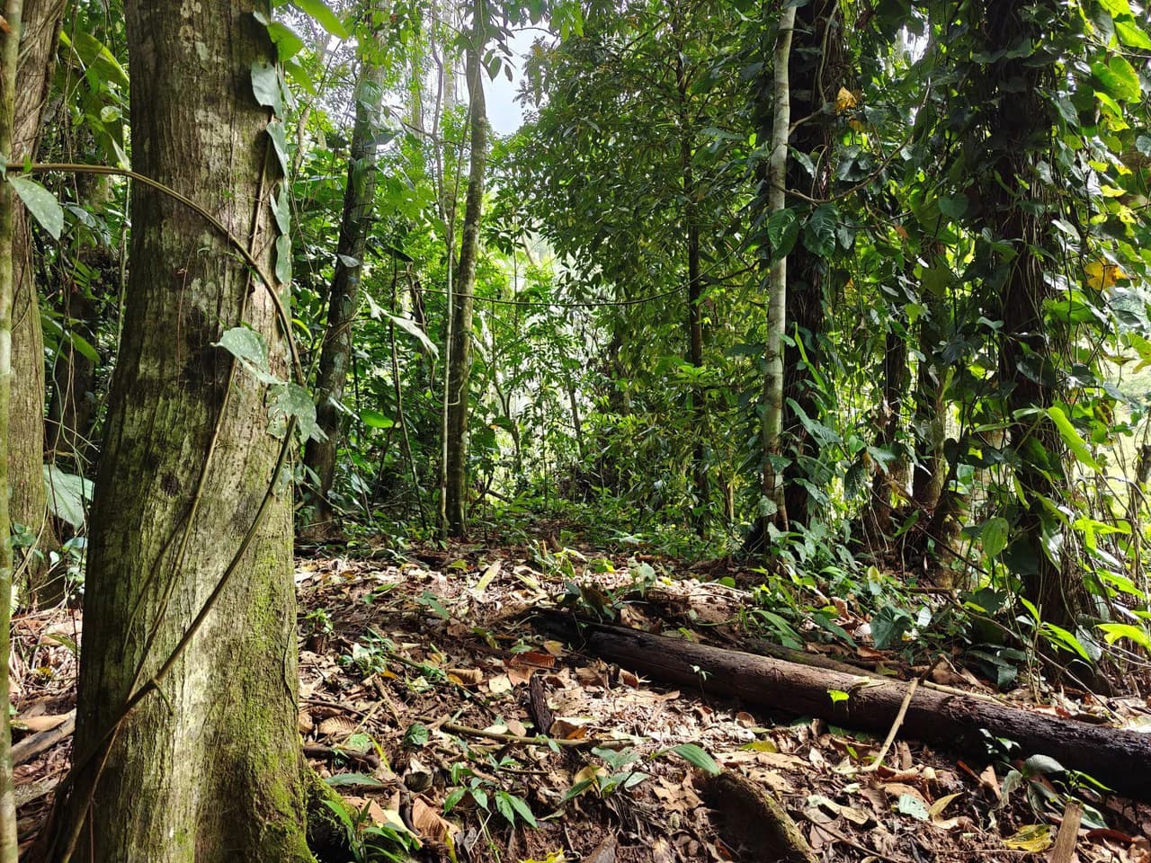 12,041m² Treed Lot with Great Potential: Wooded Lot with Creek – Rewilding Opportunity Near Puerto Viejo - photo 6