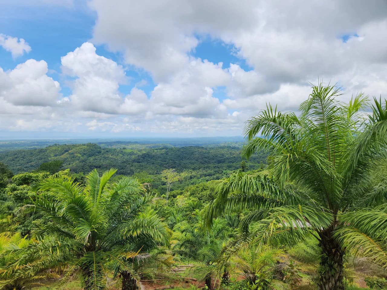 PRIME PARRITA FARM FOR SALE - photo 13