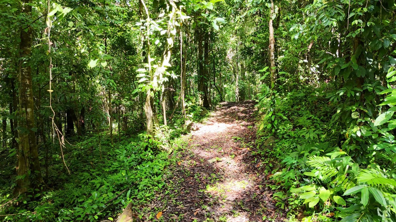 Spectacular Ocean view on 7.7 acres: Mountain Home Construction Site For Sale in Bahía Ballena - photo 11