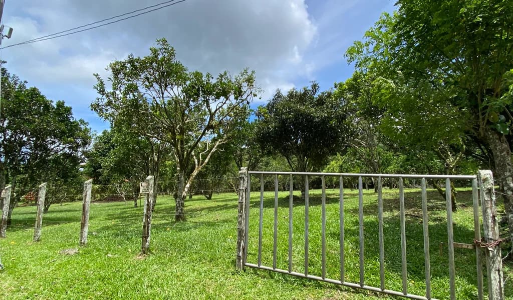 1.9 ACRES – Very Usable Flat Land Divided By An Across Running Creek, Tons Of Fruit Trees Plus Woods In The Back!!! - photo 26