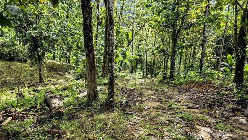 Waterfall Estate, Dos Bocas, Dominical Featuring Twin Waterfalls, Springs, Creeks & Rivers - photo 15