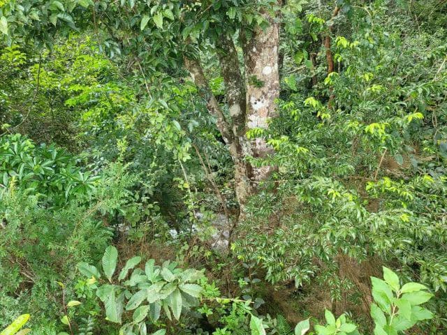 Charming property for sale in Nueva Guatemala with stunning views of the Tenorio Volcano and the beautiful green valleys - photo 8