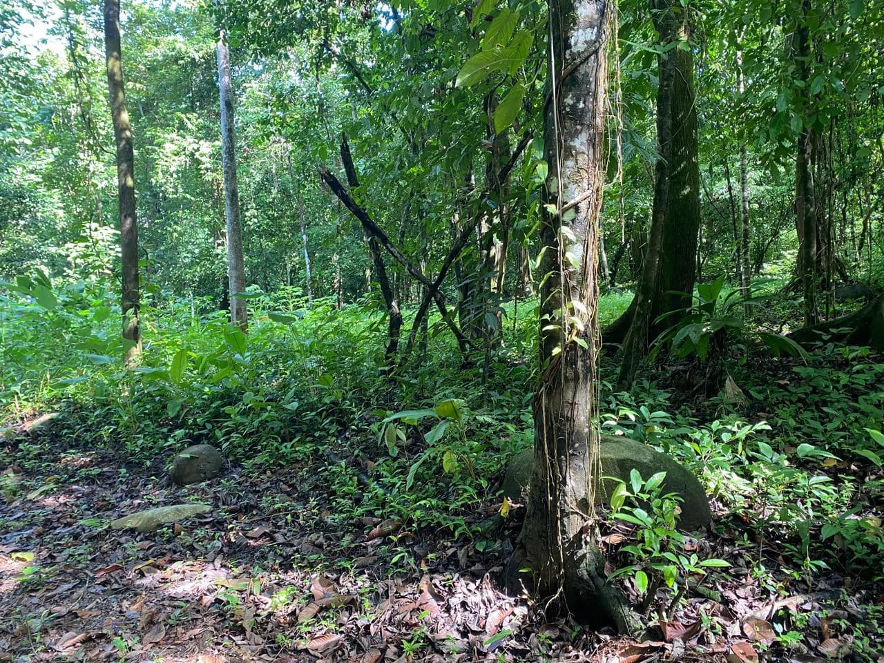 Spectacular Ocean view on 7.7 acres: Mountain Home Construction Site For Sale in Bahía Ballena - photo 20