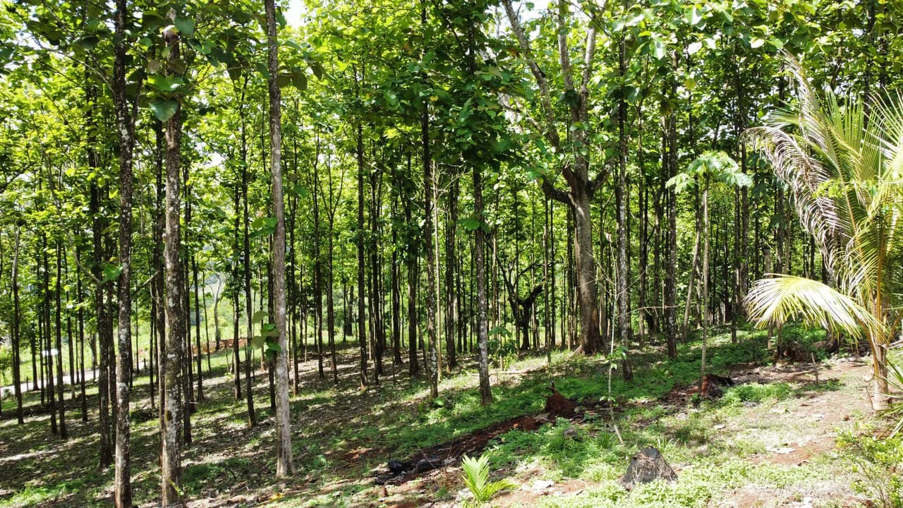7-Hectare Farm with Teak Plantation, Existing Home & Eco-Development Potential Near Parrita, Costa Rica - photo 11