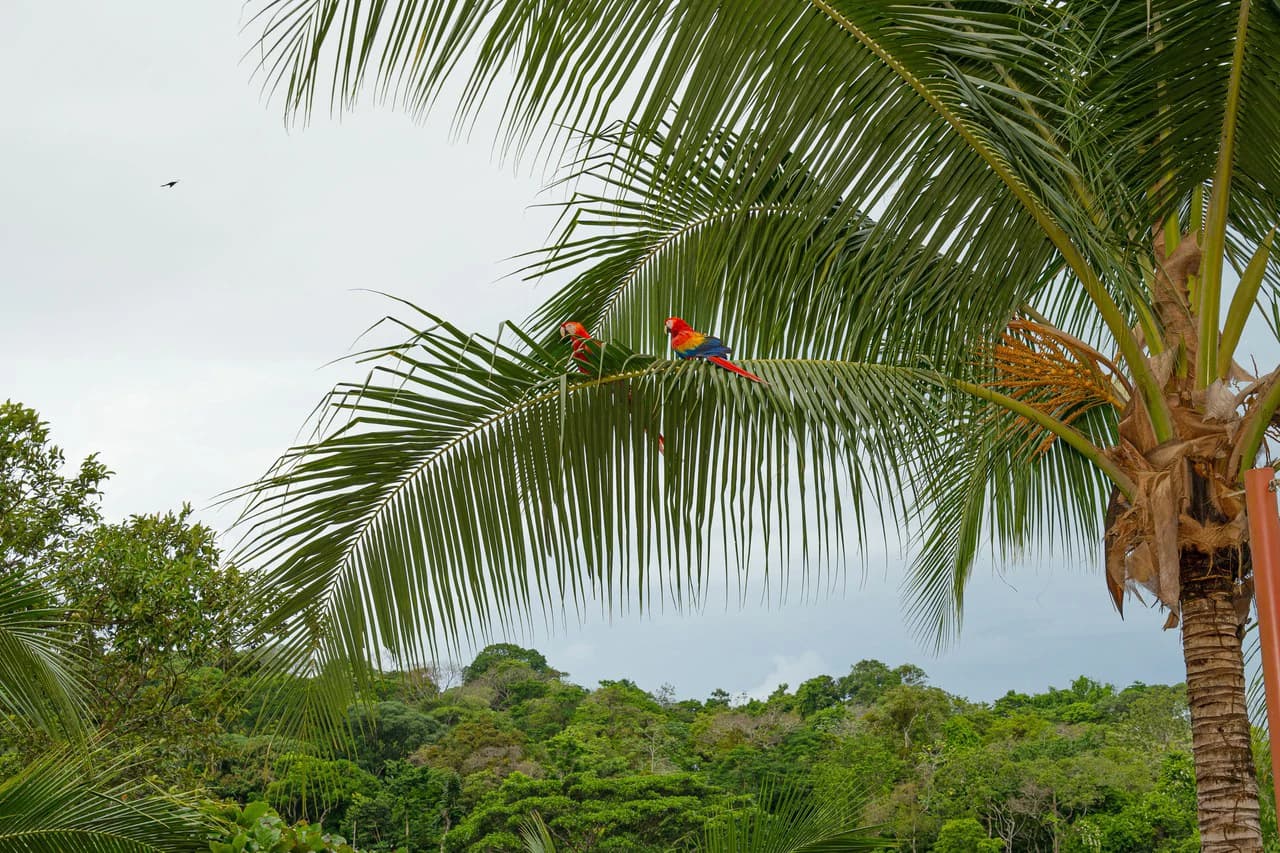 Casa Serenidad, Nature Lover's Dream Villa: Mountain House For Sale in Manuel Antonio - photo 29