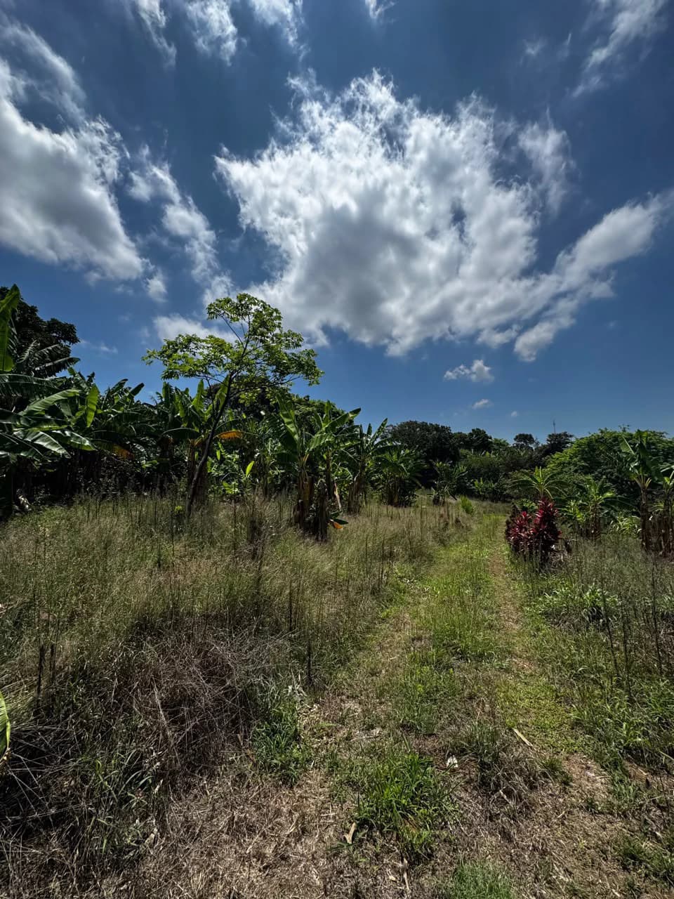 Finca with Views!: It's Perfect for You! - photo 5