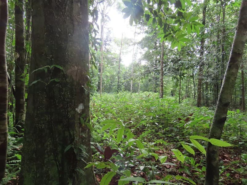 34-Acres of Forest For Sale in Riyito de Puerto Jimenez - photo 12