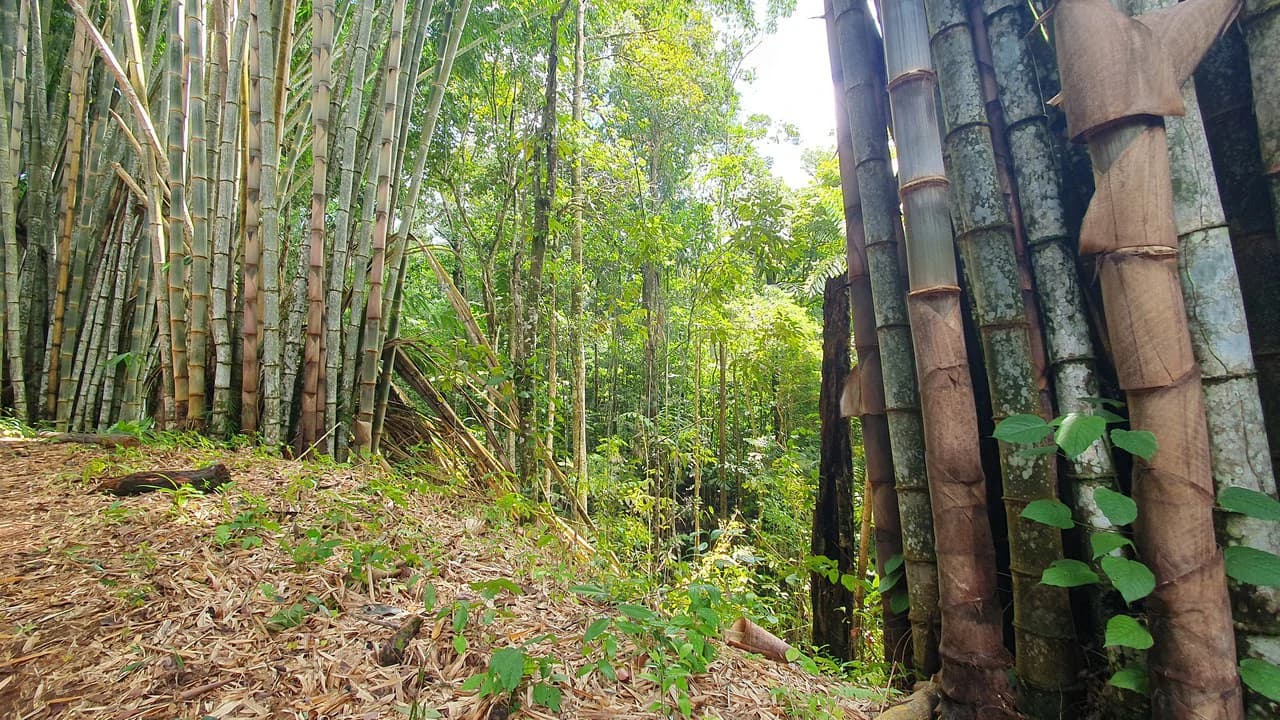 Property #1 with Bamboo Plantation, Development Opportunity (Residential, Hotel, and Industrial). - photo 13