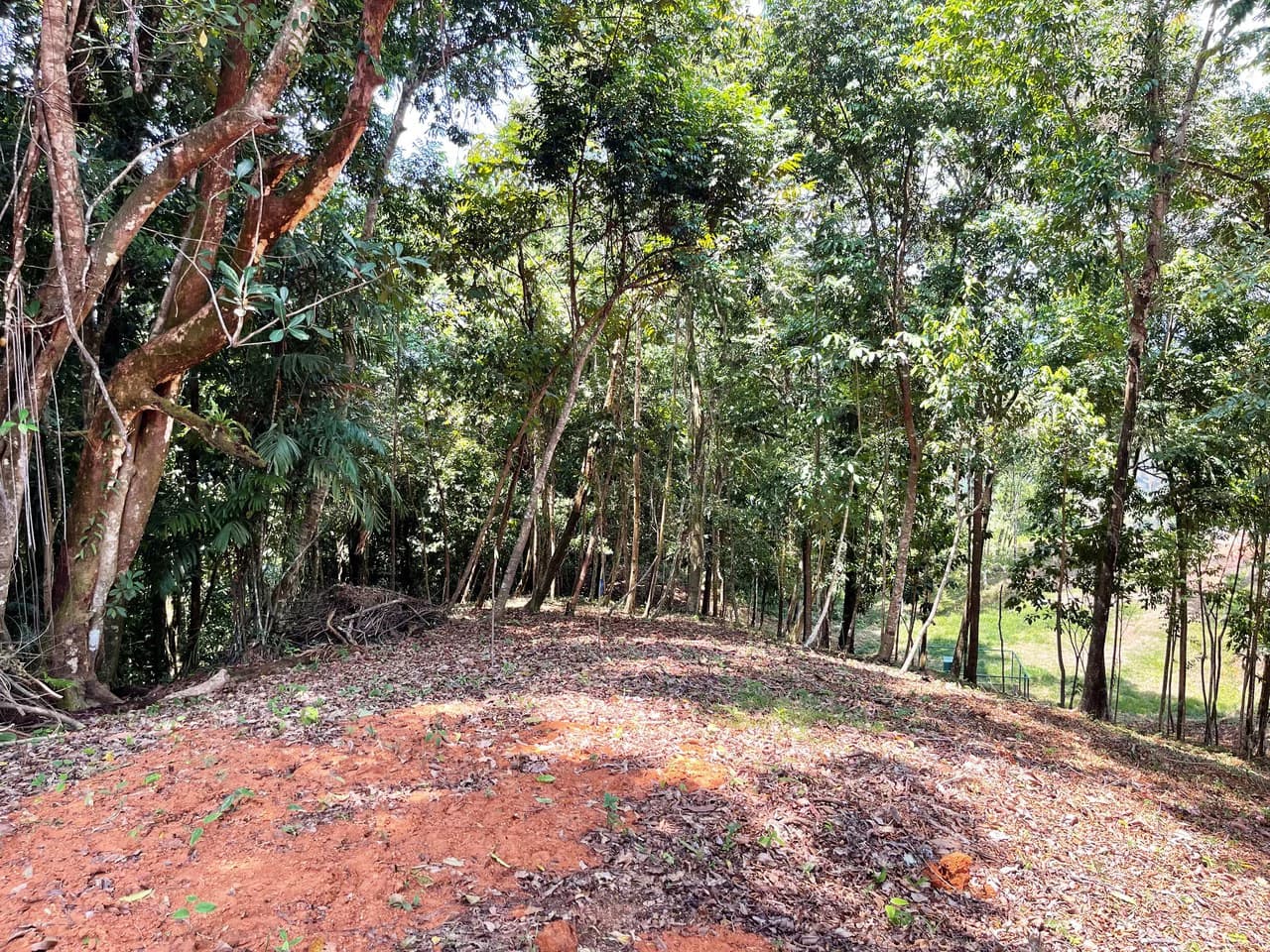 2.5 Acre Jungle and Valley View Home site in Dominical - photo 8
