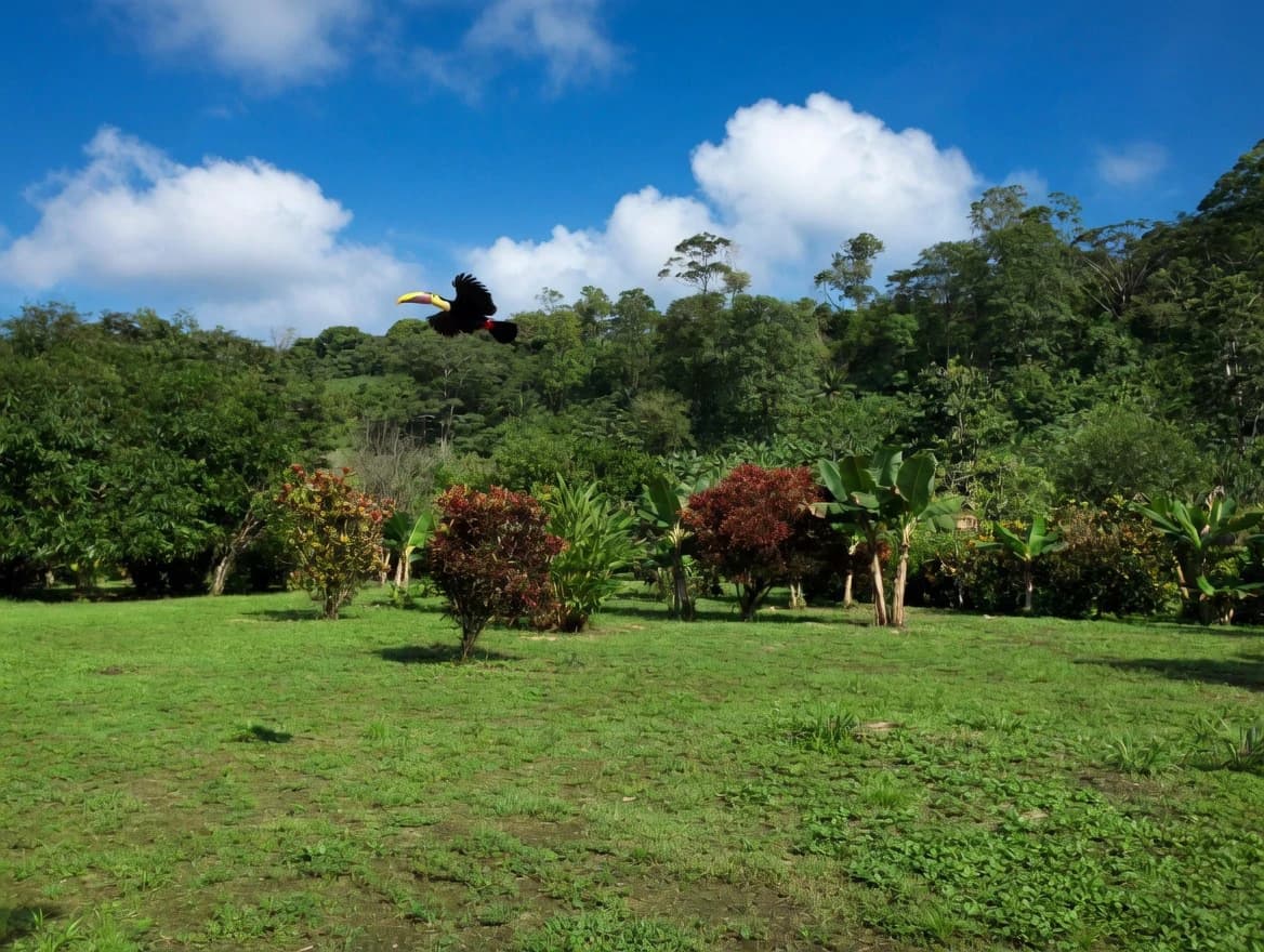 Casa Bromelia: Drake Bay Beachfront Paradise Property Near Corcovado - photo 18