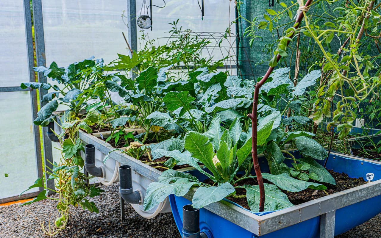 Off Grid Riverfront Micro Regenerative Organic Homestead Tinamastes - photo 71