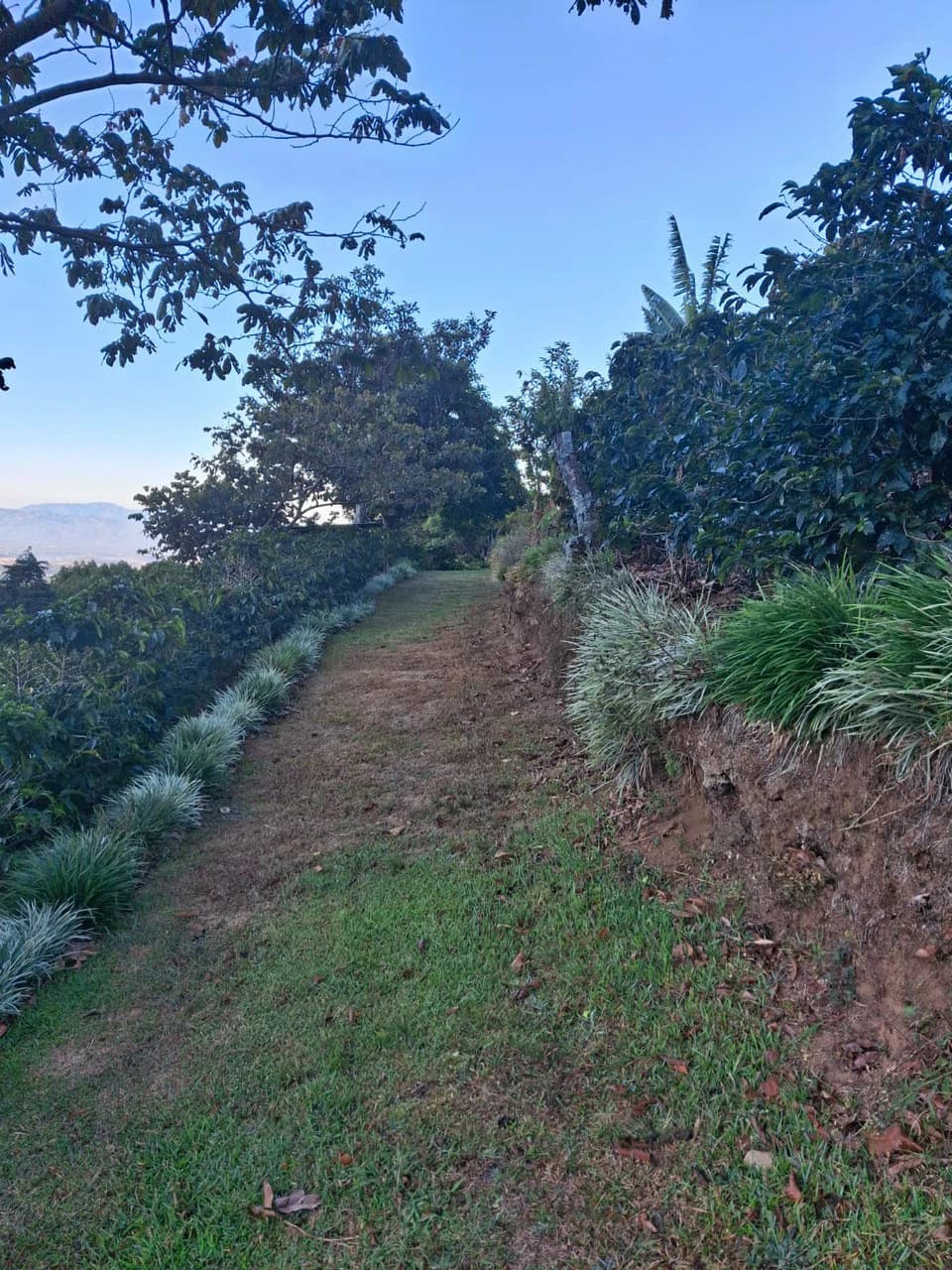 Cafetalero or Developer?: 25,378 m2 with Views of the Central Valley!! - photo 6