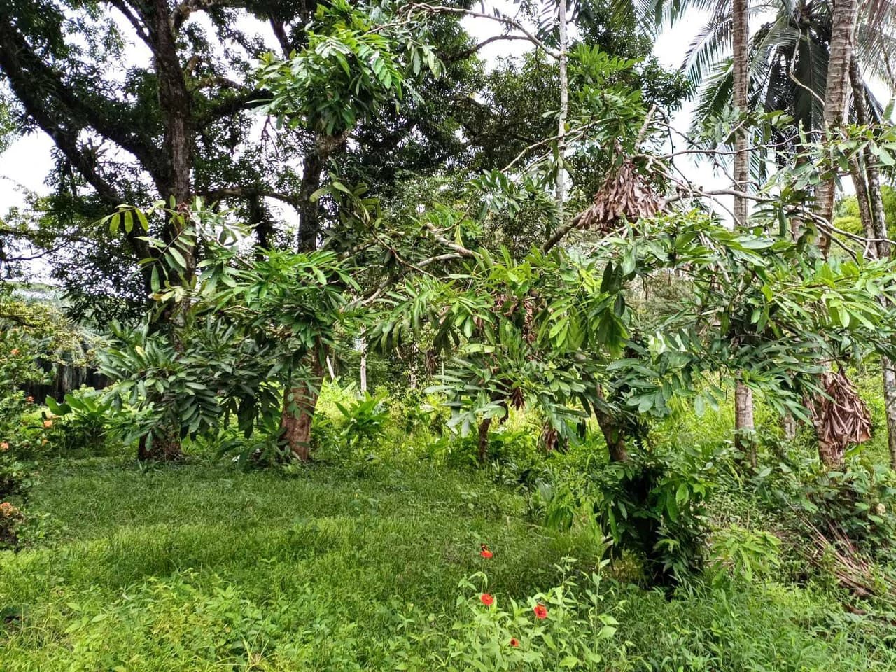 Finca La Palma, Cañaza, Puerto Jiménez - photo 15
