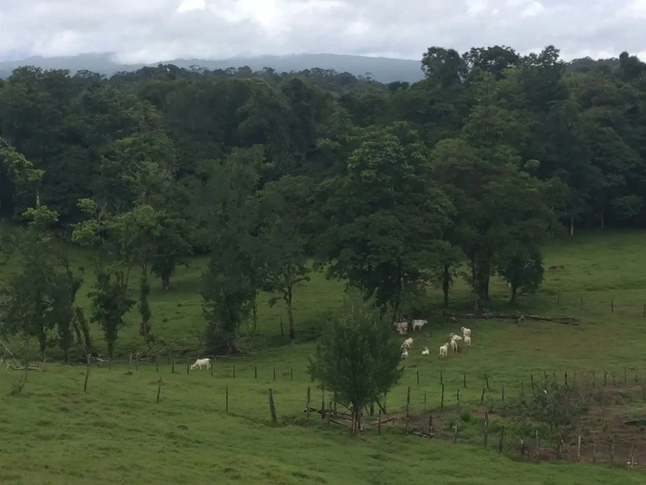 Expansive 83-Hectare Agricultural & Ranch Land in Sarapiquí, Heredia - photo 6
