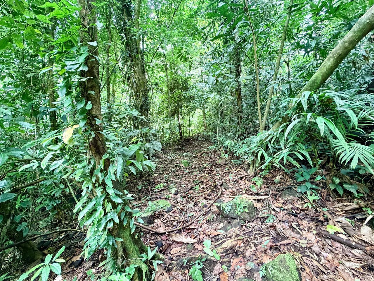 Uvita Development Farm - 40.47 Acres Estate - photo 15