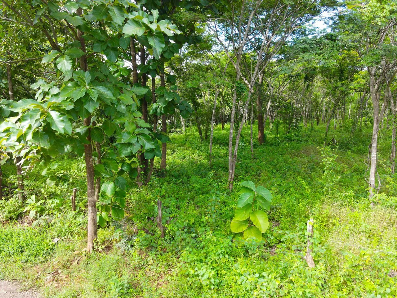 Finca Montecito: Ocean View Development Finca in Playa Avellanas - photo 17