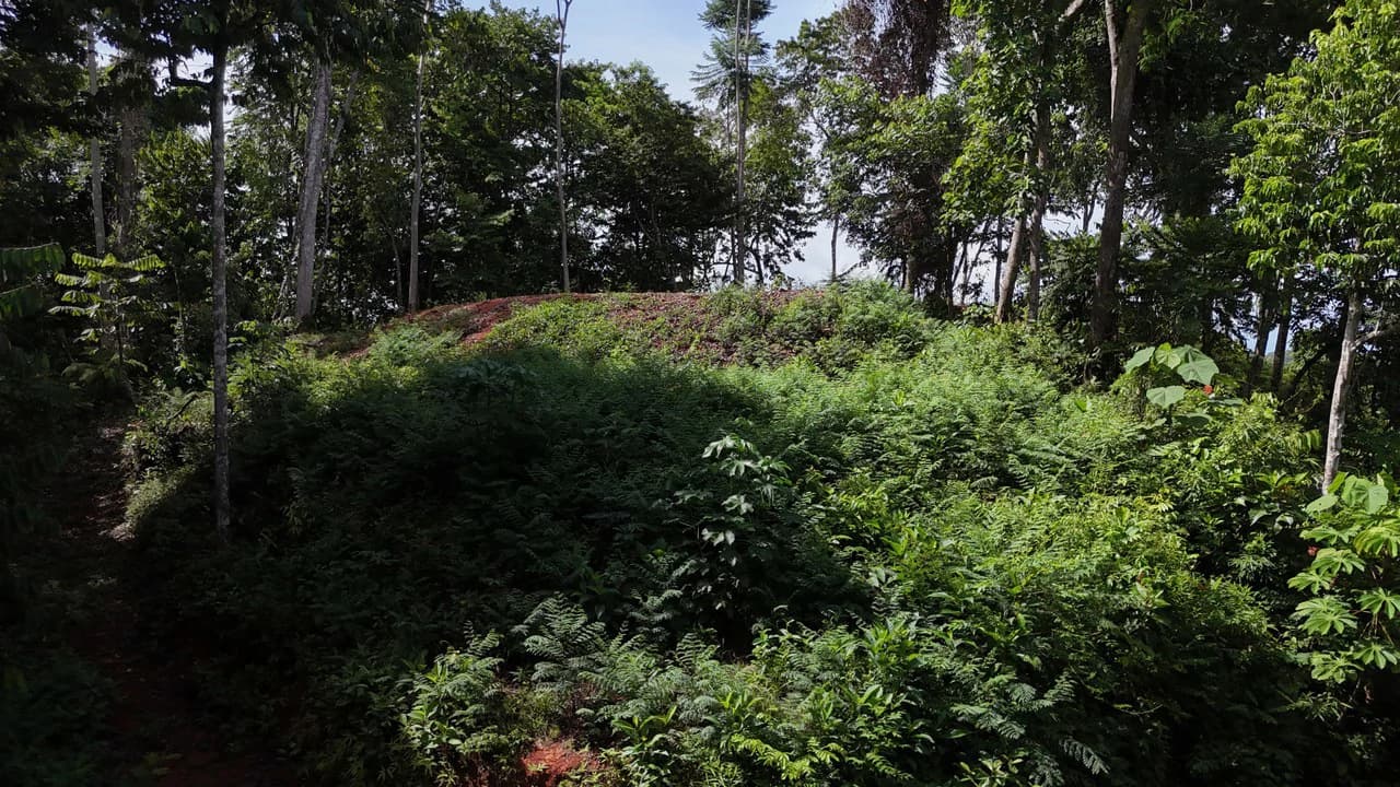 Spectacular Ocean view on 7.7 acres: Mountain Home Construction Site For Sale in Bahía Ballena - photo 26