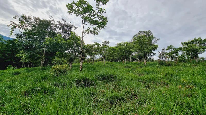 Lote en San Francisco de Cajon: Mountain Agricultural Land For Sale in San Francisco - photo 12