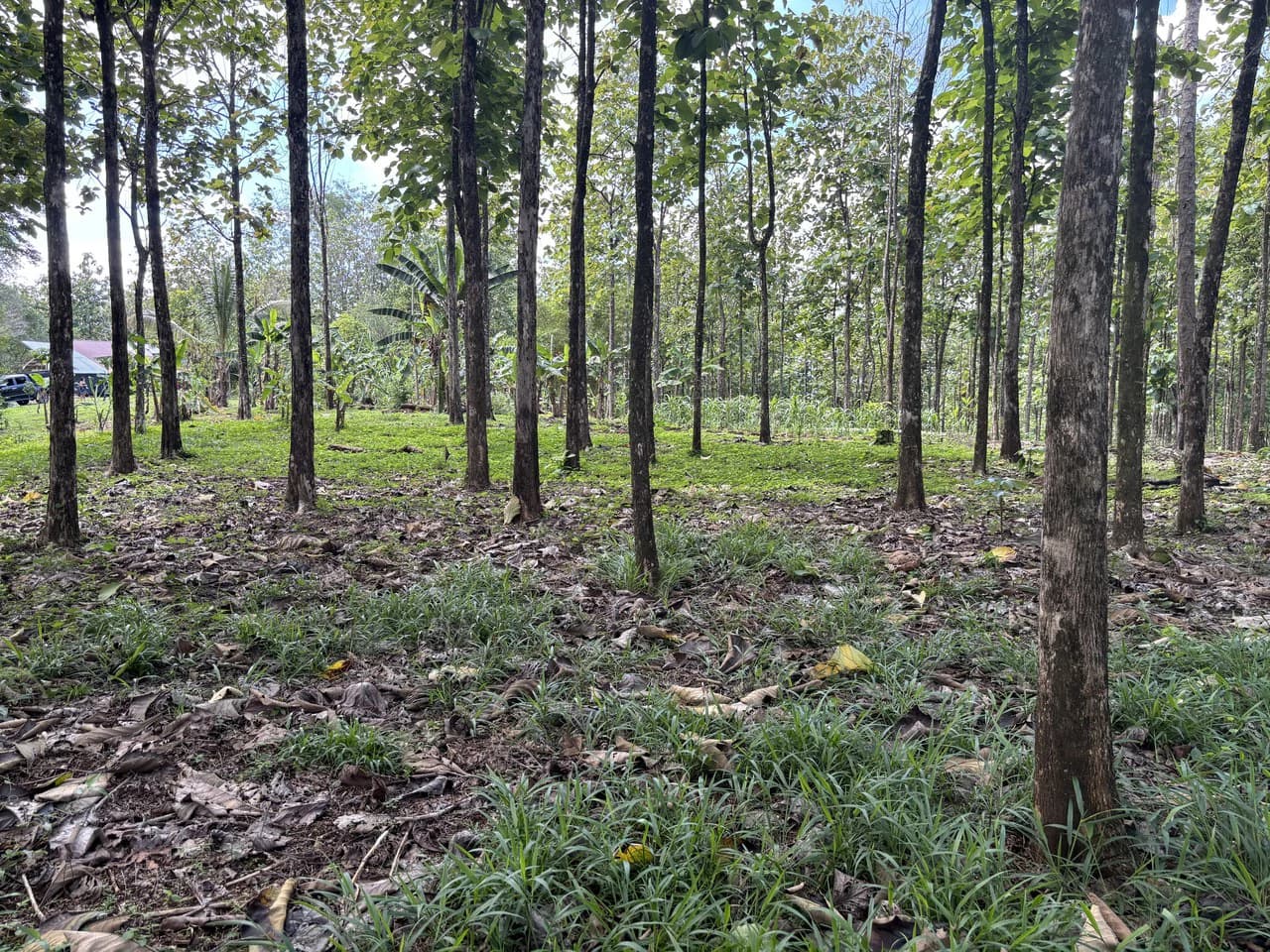7-Hectare Farm with Teak Plantation, Existing Home & Eco-Development Potential Near Parrita, Costa Rica - photo 18