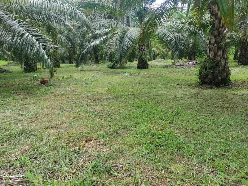 Biological Private Reserve OSA PULCRA - photo 17