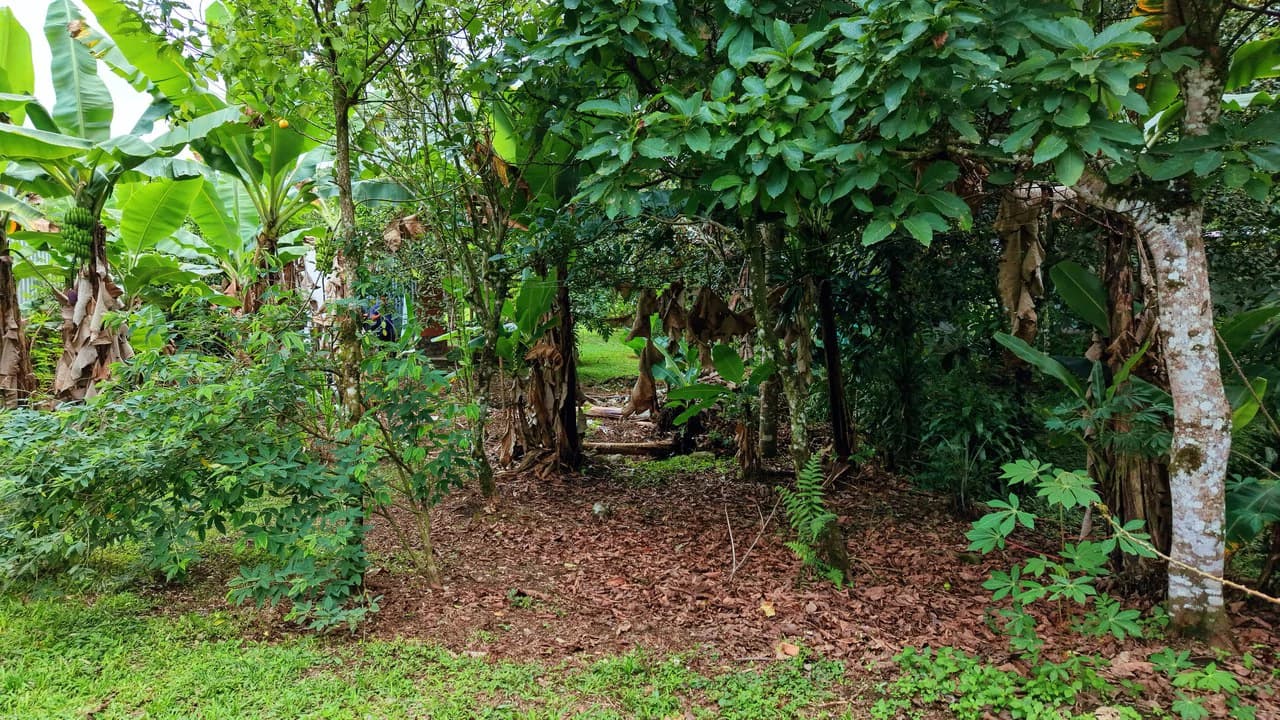 LOTE PLANO CON FRUTALES: Mountain Home Construction Site For Sale in General Viejo - photo 15