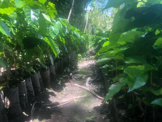 Coffee Farm in Monteverde is a full working Business