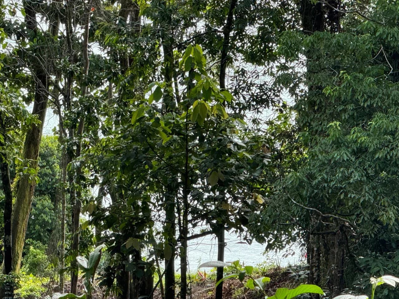 0.5 ACRES – Ocean View Property 1 Min Off Paved Highway In Escaleras Minutes To Dominical And Uvita!!!: Near the Coast and Mountain Home Construction Site For Sale in Dominical - photo 3