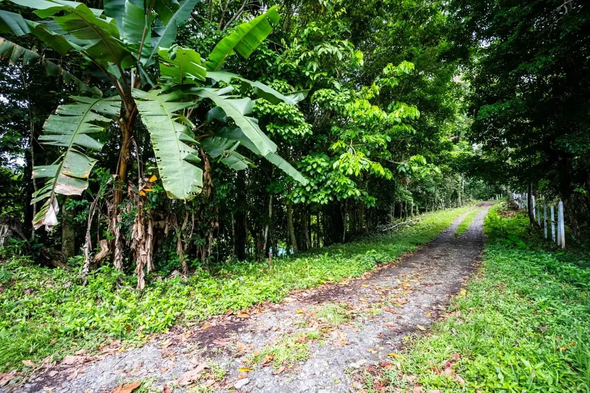 ID 1084: 5,500 sqm Lot with Mountain View in Iriria 1, Punta Uva - photo 10