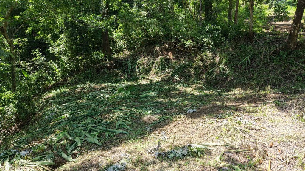Lote Budry: Exclusive Elevated Lot with Stunning Mountain & Jungle Views Near Samara Beach - photo 11