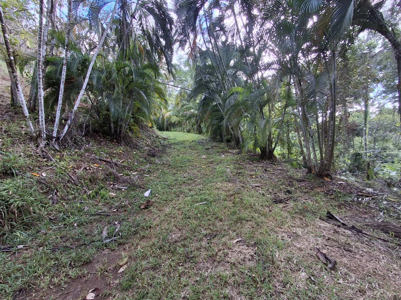 Hilltop Ocean Paradise: 10 ha (103,600m2) for private compound or development - photo 4