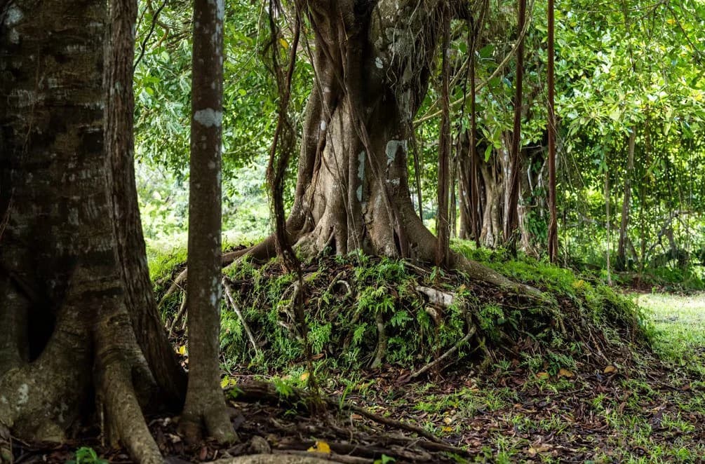 Ocean View Farm for Sale Guanacaste Costa Rica Playa Coyote