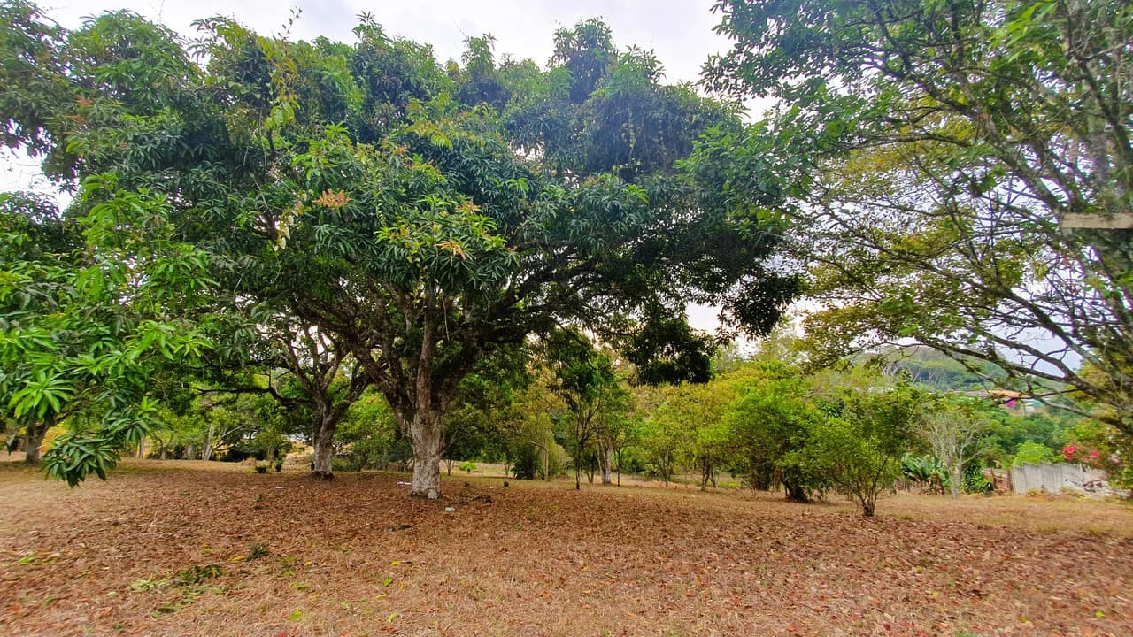 FRUIT TREE PROPERTY FOR SALE: Home Construction Site For Sale in San Isidro del General - photo 12