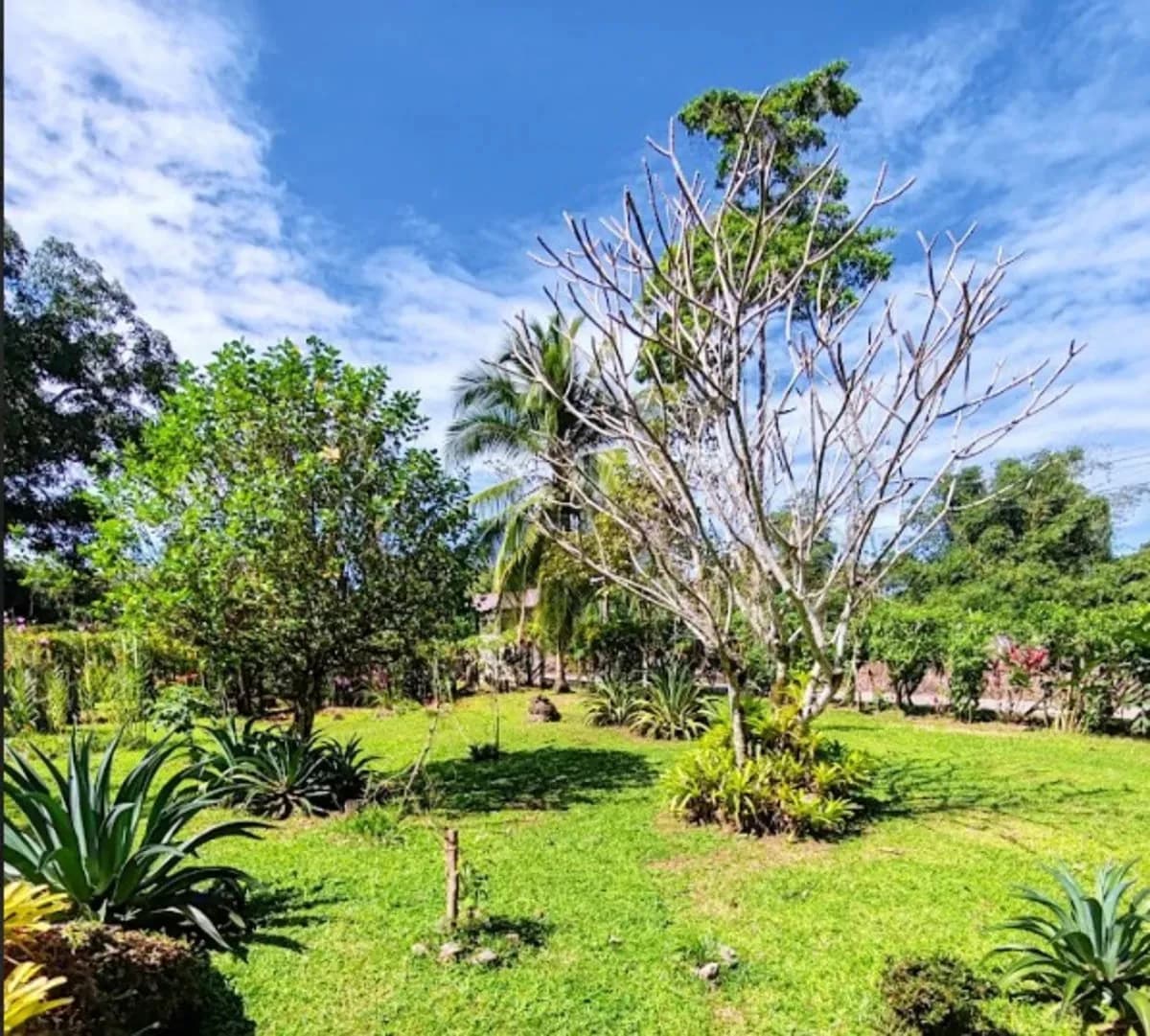 ID 1014: 641 sqm Flat Titled Lot for Sale in Cahuita - photo 2