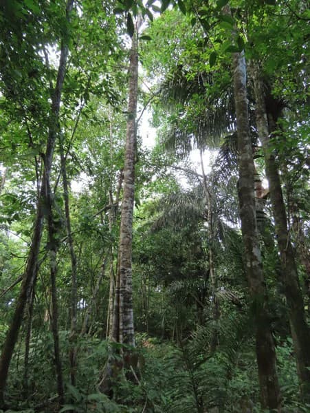 0.25 Acres Lots For Sale in La Amapola, Puerto Jimenez on Highway-245 - photo 11