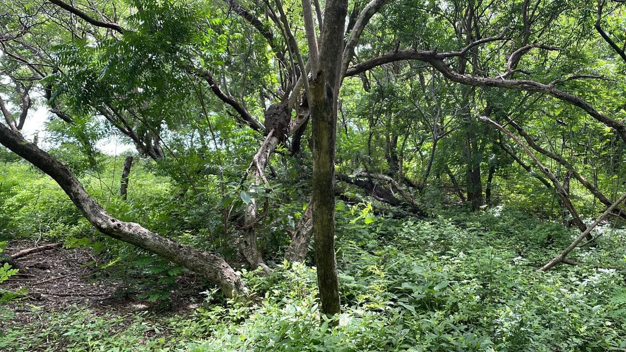 Beachfront Private Titled Property for sale close to La Cruz, beautiful nature land, ready to build - photo 6