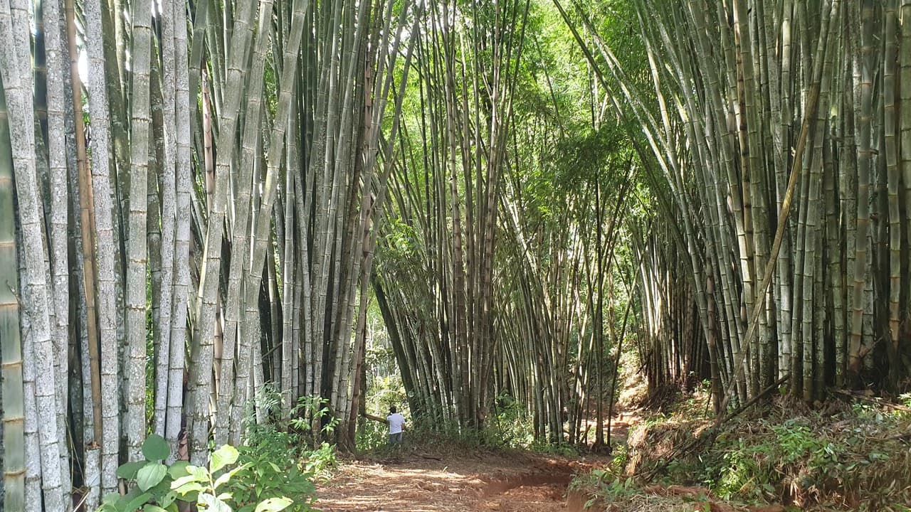 Property #1 with Bamboo Plantation, Development Opportunity (Residential, Hotel, and Industrial). - photo 7