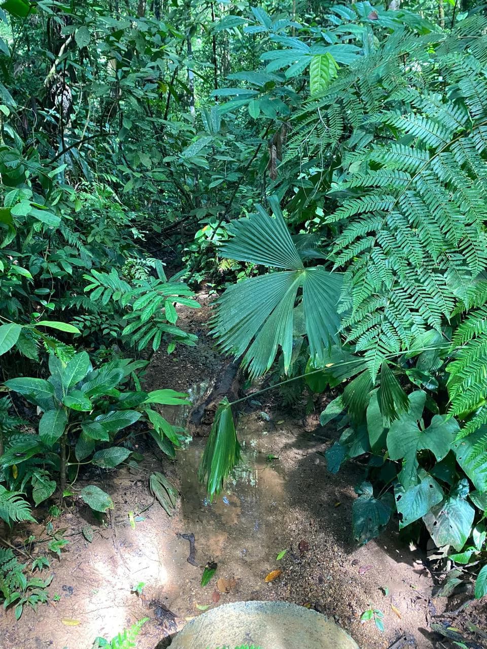 Spectacular Ocean view on 7.7 acres: Mountain Home Construction Site For Sale in Bahía Ballena - photo 25