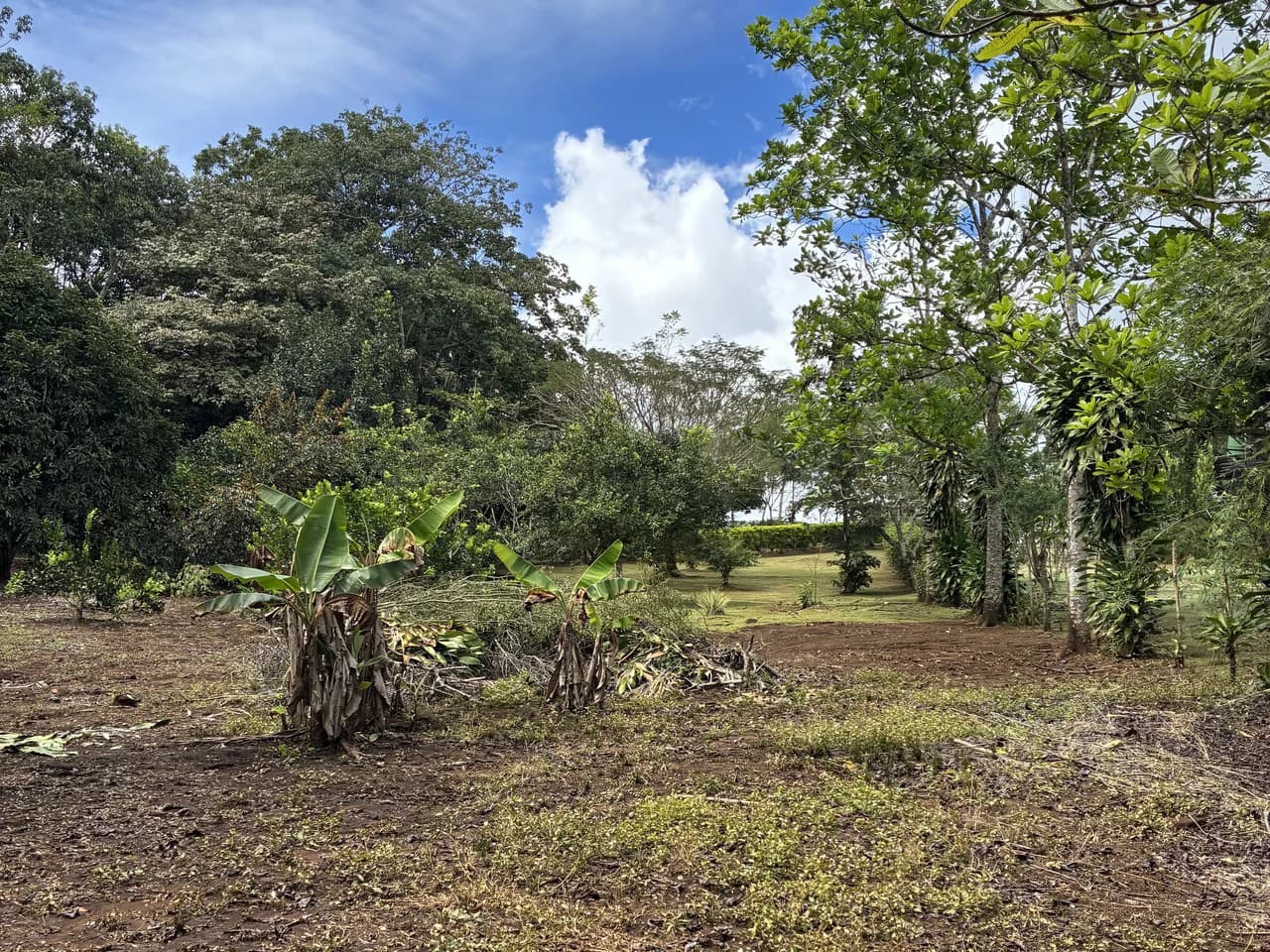 Building Lot 2O minutes from San Isidro with Fruit Trees and Views - photo 5