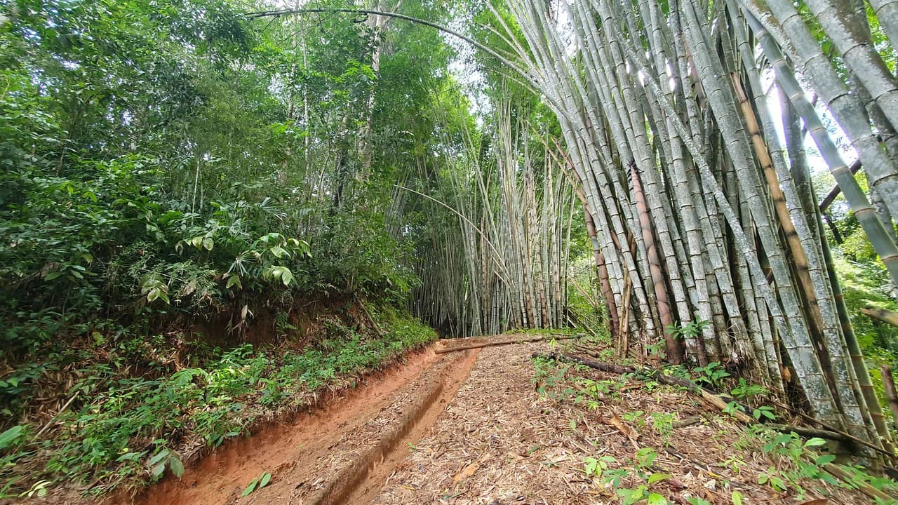 Property #1 with Bamboo Plantation, Development Opportunity (Residential, Hotel, and Industrial). - photo 11