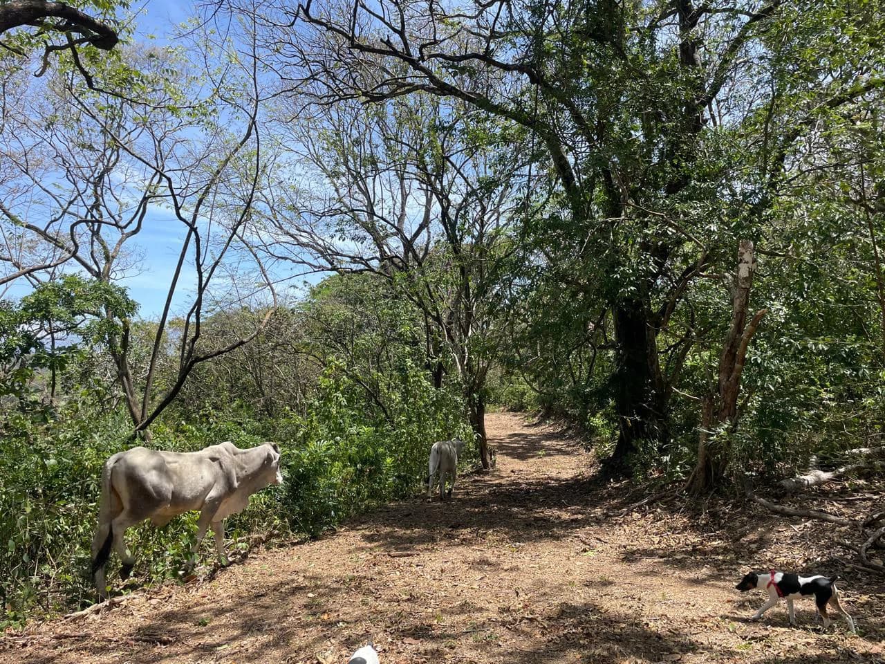 Ocean view property for sale Rodeo Ciudad Colon San Jose Costa Rica - photo 9