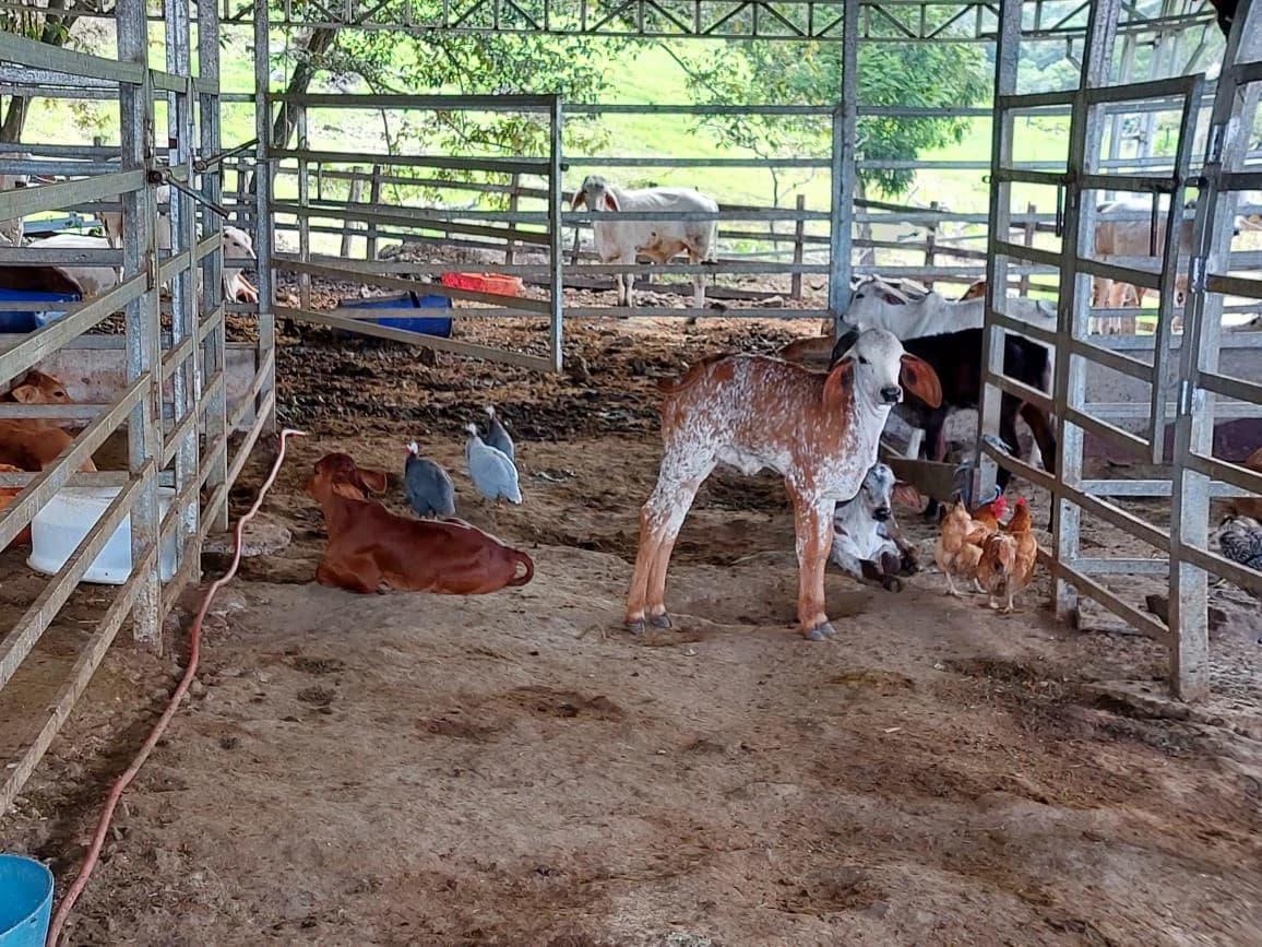 HACIENDA LOMBARDIA : Fully Operating Livestock Business - photo 7