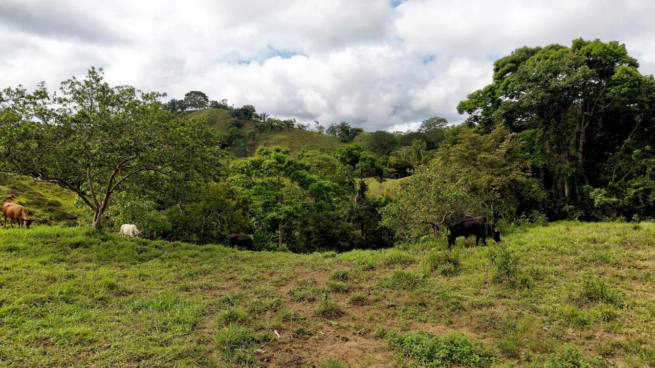Countryside Home Construction Site For Sale in Centro de Pérez Zeledón - photo 19