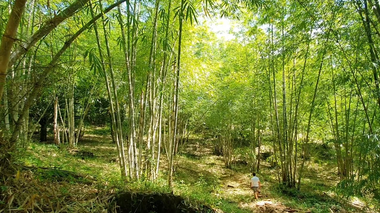 Property #2 with Bamboo Plantation, Development Opportunity (Residential, Hotel, and Industrial). - photo 9