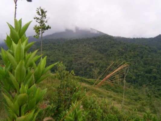 Stunning 17-Hectare Finca in Santa Elena - photo 4