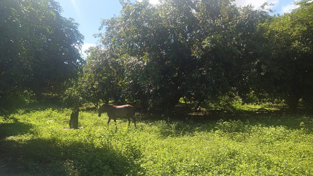 Riverfront, Mountain and Countryside Agricultural Land For Sale in Cañas Dulces - photo 5
