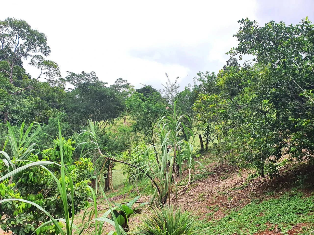 Land in Bijagual with a river crossing the property! - photo 11
