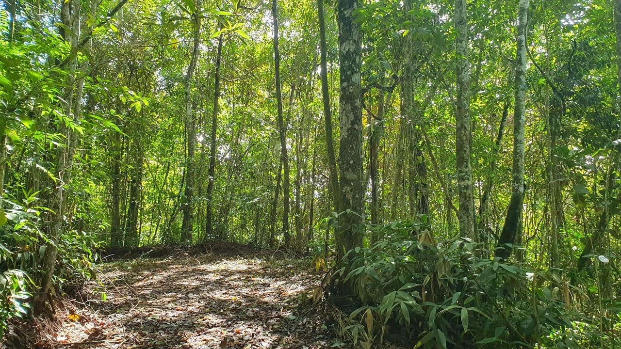Property #2 with Bamboo Plantation, Development Opportunity (Residential, Hotel, and Industrial). - photo 6