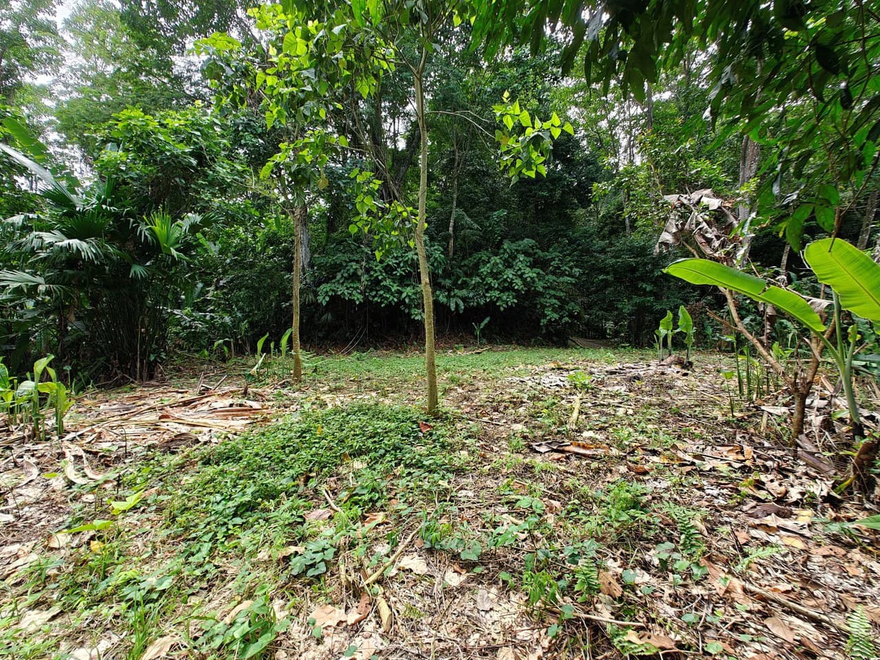 Mountain-Edge Sanctuary with Private Waterfall: 3 Titled Jungle Lots with Platforms, Waterfall, and Income Potential - photo 15
