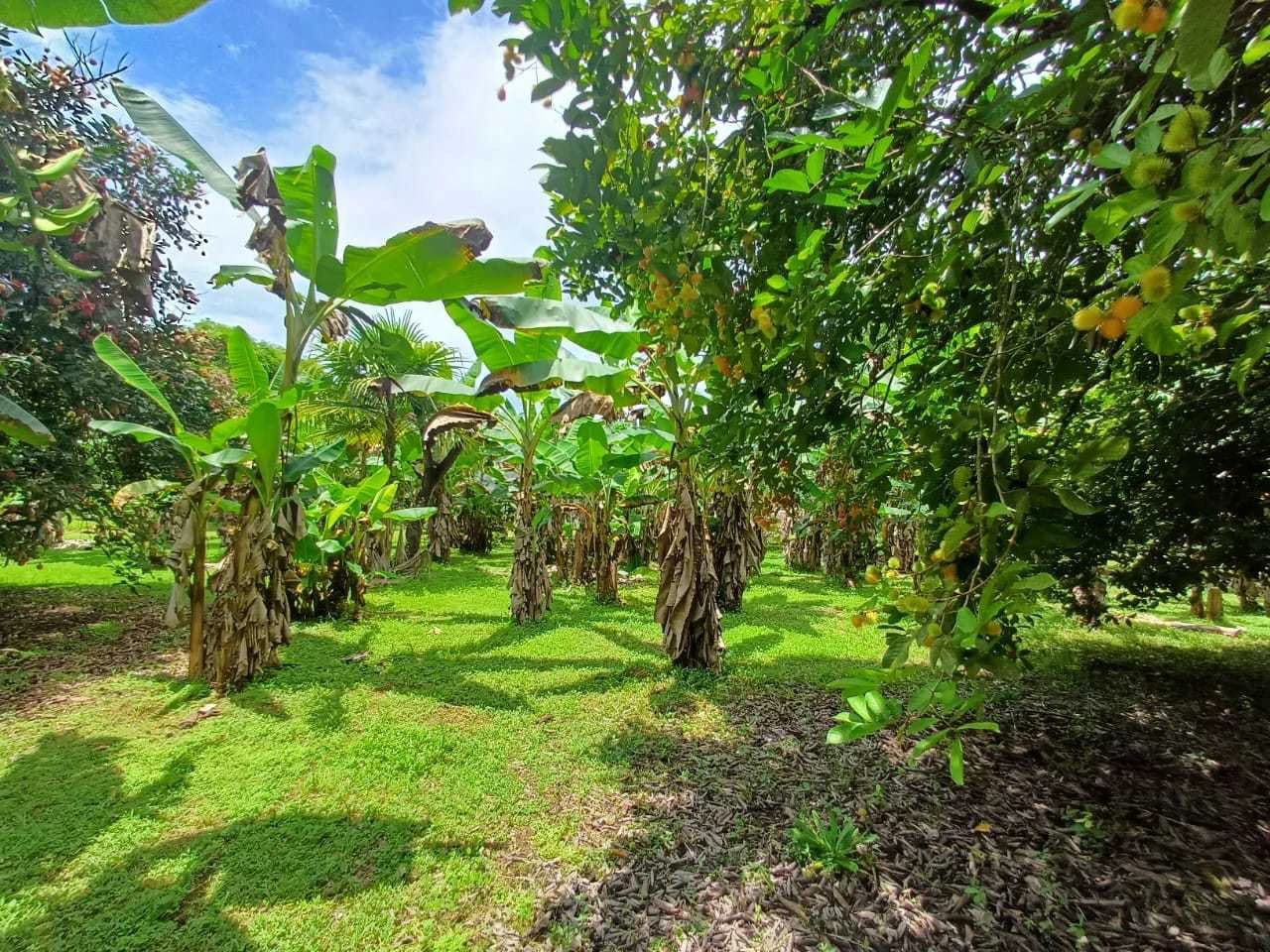Finca La Palma, Cañaza, Puerto Jiménez - photo 16